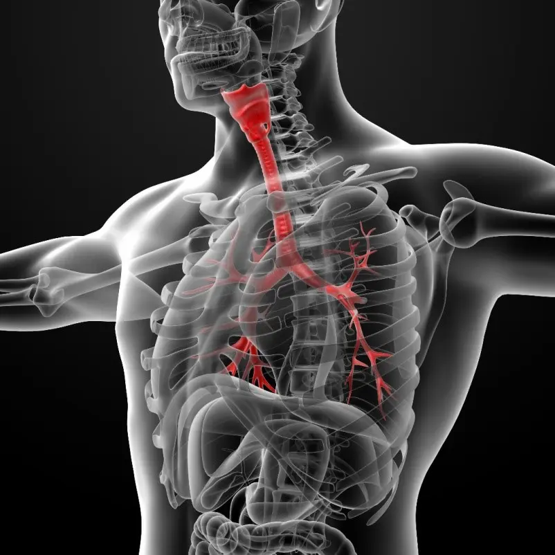 red and inflamed bronchial tubes